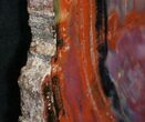 Red/Purple Arizona Petrified Wood Slab - #15551-3